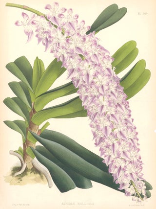 Item nr. 151091 Pl. 309, Aerides Fieldingii. The Orchid Album. Robert Warner