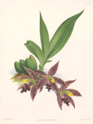 Item nr. 151094 Paphinia Cristata. The Orchid Album. Robert Warner