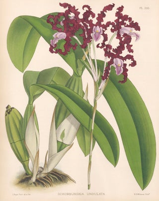 Item nr. 151095 Pl. 335, Schomburgkia Undulata. The Orchid Album. Robert Warner
