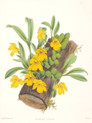 Item nr. 151097 Pl. 7, Promenaea Citrina. The Orchid Album. Robert Warner