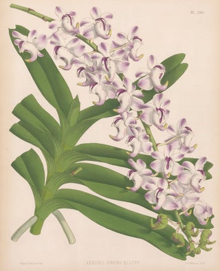 Item nr. 151098 Pl. 298, Aerides Virens Ellisii. The Orchid Album. Robert Warner