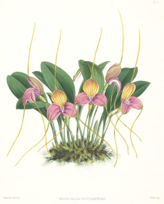 Item nr. 151101 Pl. 5, Masdevallia Shuttleworthii. The Orchid Album. Robert Warner