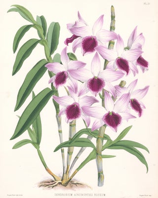Item nr. 151104 Pl. 20, Dendrobium Ainsworthii Roseum. The Orchid Album. Robert Warner