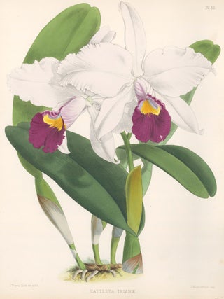 Item nr. 151106 Pl. 45, Cattleya Trianae. The Orchid Album. Robert Warner