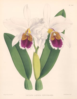 Item nr. 151107 Pl. 144, Cattleya Labiata Percivaliana. The Orchid Album. Robert Warner
