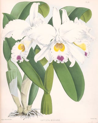 Item nr. 151108 Pl. 6, Cattleya Morganae. The Orchid Album. Robert Warner