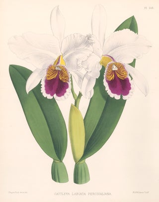 Item nr. 151109 Pl. 60, Laelia Perrinii. The Orchid Album. Robert Warner