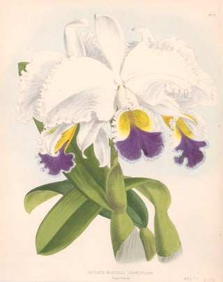 Item nr. 151110 Pl. 3, Cattleya Mendelii. The Orchid Album. Robert Warner