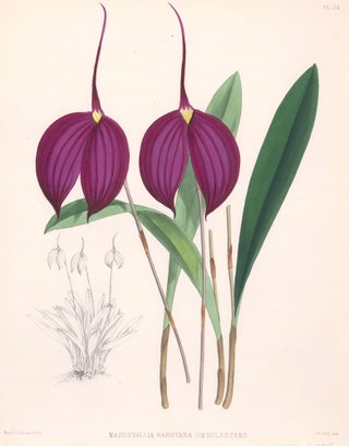 Item nr. 151113 Pl. 24, Masdevallia Harryana Coerulescens. The Orchid Album. Robert Warner