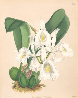 Item nr. 151114 Pl. 14, Trichopilia Suavis Alba. The Orchid Album. Robert Warner