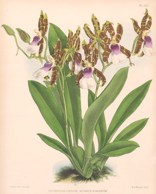 Item nr. 151115 Pl. 382, Odontoglossum Schröderianum. The Orchid Album. Robert Warner
