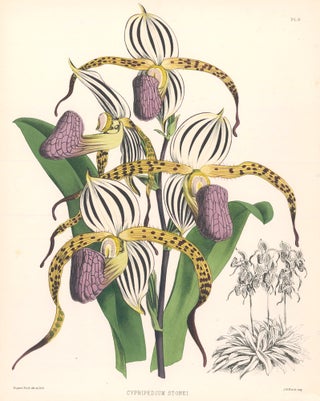 Item nr. 151117 Pl. 8, Cypripedium Stonei. The Orchid Album. Robert Warner