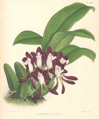 Item nr. 151118 Pl. 341, Batemannia Colleyi. The Orchid Album. Robert Warner