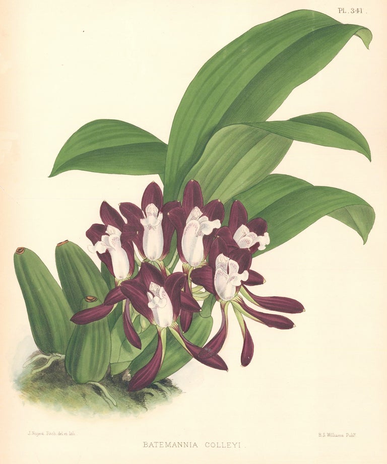 Item nr. 151118 Pl. 341, Batemannia Colleyi. The Orchid Album. Robert Warner.