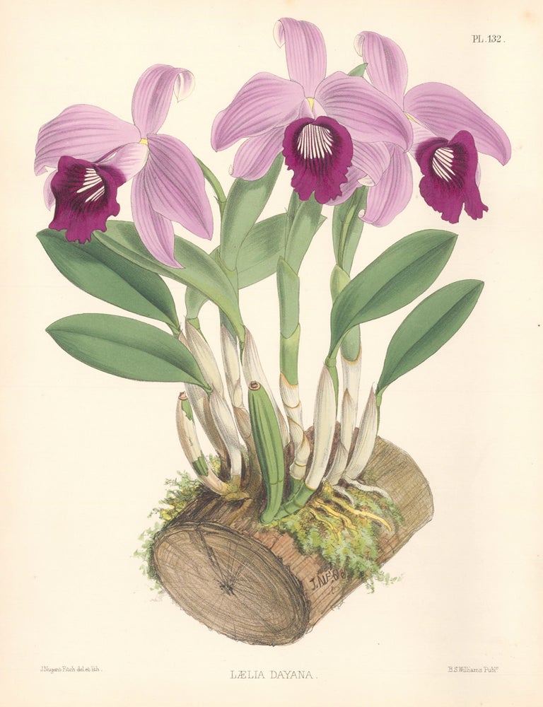 Item nr. 151119 Pl. 132, Laelia Dayana. The Orchid Album. Robert Warner.