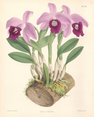 Item nr. 151119 Pl. 132, Laelia Dayana. The Orchid Album. Robert Warner