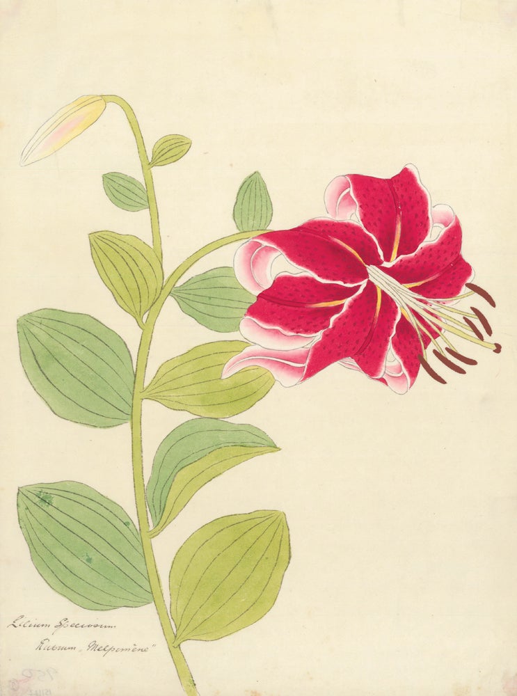 Item nr. 151122 Lilium speciosum rubrum "Melpomene." Watercolor.