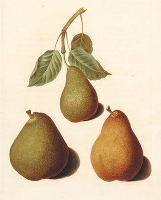 Item nr. 151137 Pl. 52. Bishop's Thumb and Two Chaumontelles. Pomona Britannica. George...