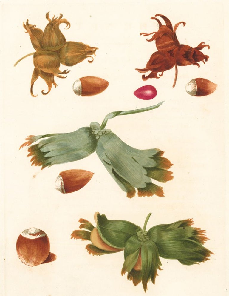 Item nr. 151138 Barcelona Filbert, English Cob Nut, Scarlet Filbert, White Filbert. Pomona Britannica. George Brookshaw.