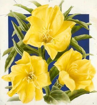 Evening Primrose (Yellow).