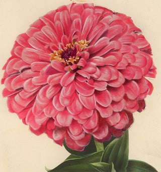 Zinnia, Giant Flowering Pink.