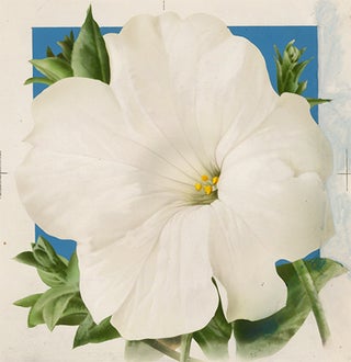 Item nr. 151170 White Moonflower. American School