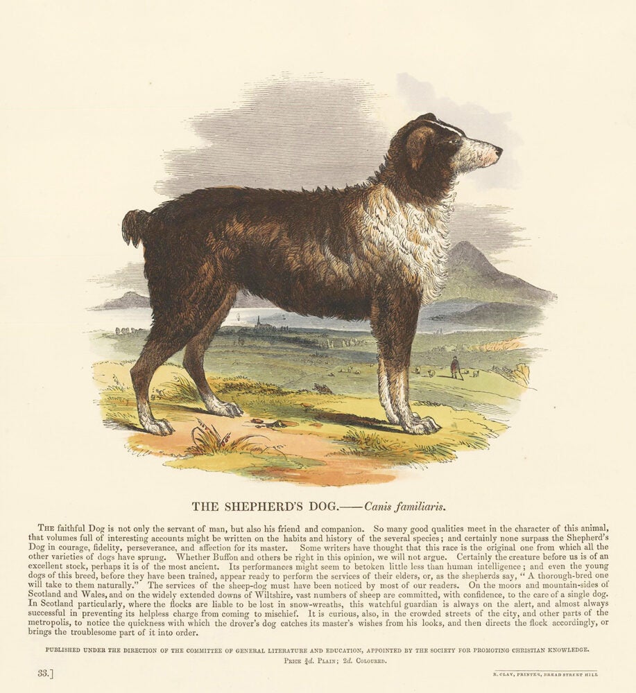 The Shepherd's Dog. Plates Illustrative of Natural History | Josiah ...