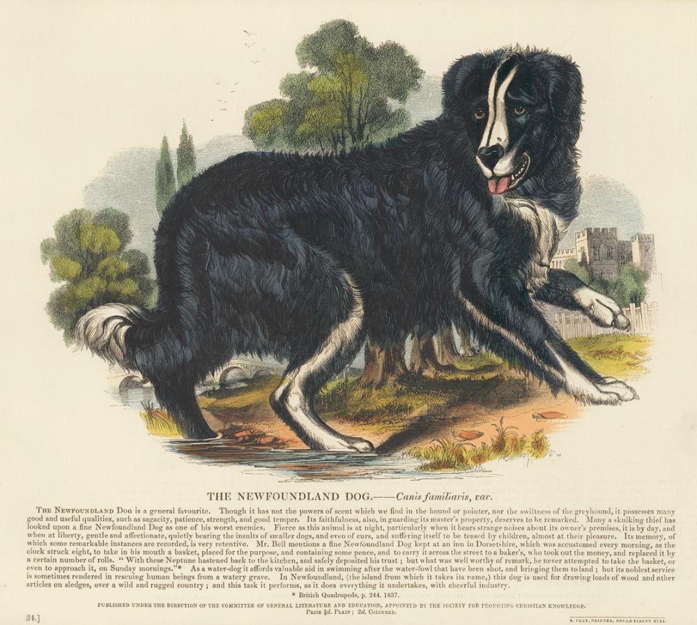 The Newfoundland Dog. Plates Illustrative of Natural History