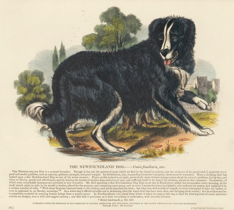 Item nr. 151283 The Newfoundland Dog. Plates Illustrative of Natural History. Josiah Wood Whymper.