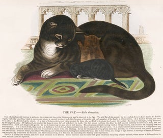 Item nr. 151288 The Cat. Plates Illustrative of Natural History. Josiah Wood Whymper