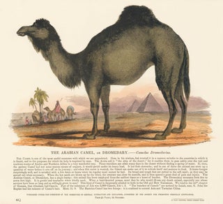 Item nr. 151295 The Arabian Camel. Plates Illustrative of Natural History. Josiah Wood Whymper
