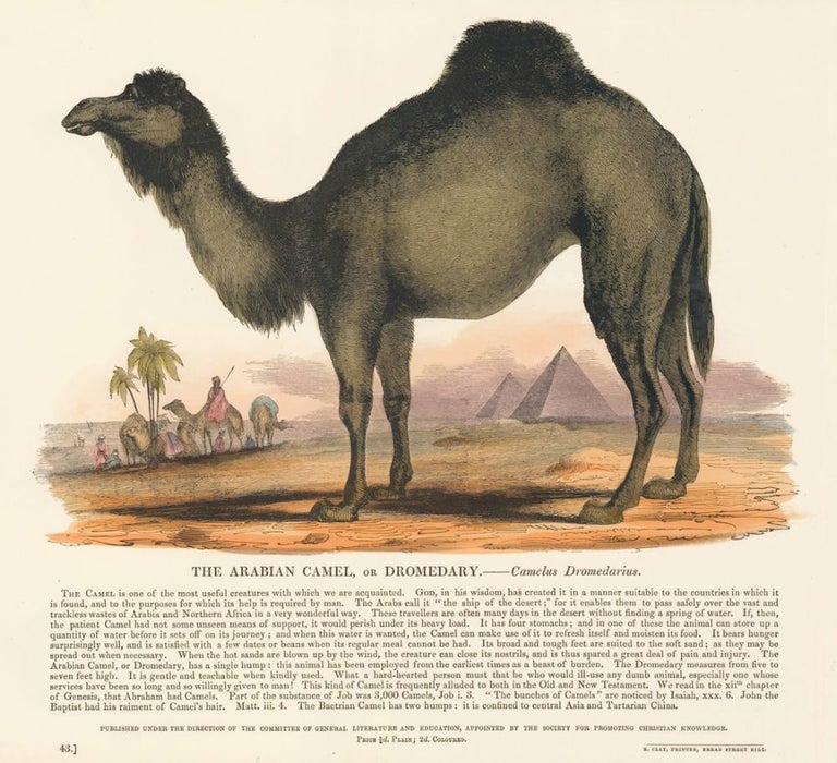 Item nr. 151295 The Arabian Camel. Plates Illustrative of Natural History. Josiah Wood Whymper.