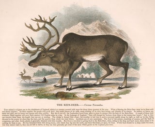 Item nr. 151297 The Reindeer. Plates Illustrative of Natural History. Josiah Wood Whymper