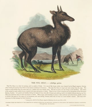 Item nr. 151299 The Nyl Ghau. Plates Illustrative of Natural History. Josiah Wood Whymper