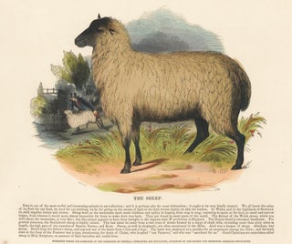 Item nr. 151300 The Sheep. Plates Illustrative of Natural History. Josiah Wood Whymper