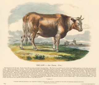 Item nr. 151302 The Cow. Plates Illustrative of Natural History. Josiah Wood Whymper