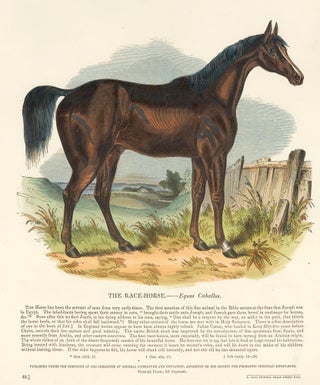 Item nr. 151303 The Race Horse. Plates Illustrative of Natural History. Josiah Wood Whymper