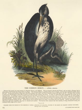 Item nr. 151310 The Common Heron. Plates Illustrative of Natural History. Josiah Wood Whymper
