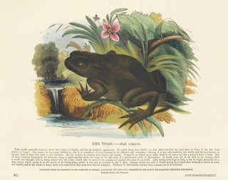 Item nr. 151323 The Toad. Plates Illustrative of Natural History. Josiah Wood Whymper
