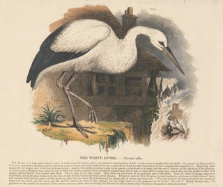 Item nr. 151324 The White Stork. Plates Illustrative of Natural History. Josiah Wood Whymper
