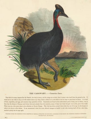 Item nr. 151327 The Cassowary. Plates Illustrative of Natural History. Josiah Wood Whymper