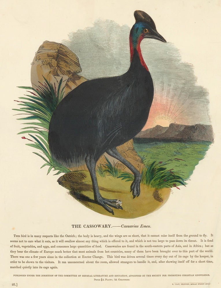 Item nr. 151327 The Cassowary. Plates Illustrative of Natural History. Josiah Wood Whymper.