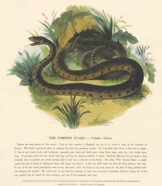 Item nr. 151329 The Common Snake. Plates Illustrative of Natural History. Josiah Wood Whymper