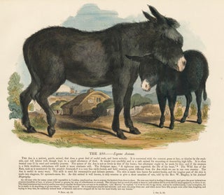 Item nr. 151339 The Ass. Plates Illustrative of Natural History. Josiah Wood Whymper