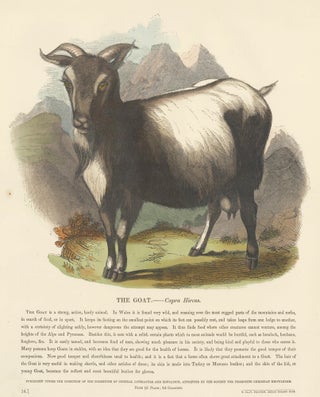 Item nr. 151341 The Goat. Plates Illustrative of Natural History. Josiah Wood Whymper
