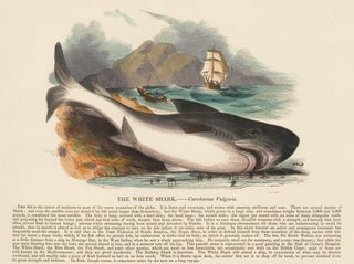 Item nr. 151351 The White Shark. Plates Illustrative of Natural History. Josiah Wood Whymper