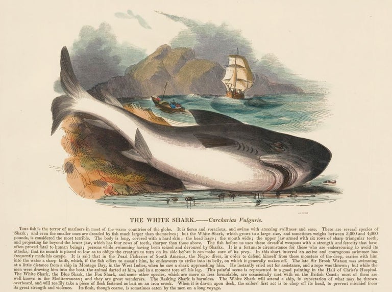 Item nr. 151351 The White Shark. Plates Illustrative of Natural History. Josiah Wood Whymper.