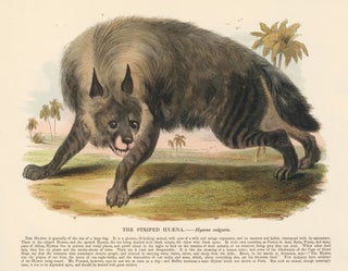 Item nr. 151352 The Striped Hyaena. Plates Illustrative of Natural History. Josiah Wood Whymper