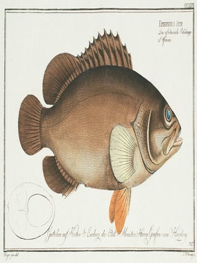 Item nr. 151355 Epinephelus Afer. Ichthyologie, ou Histoire Naturelle, Generale et Particulaire....