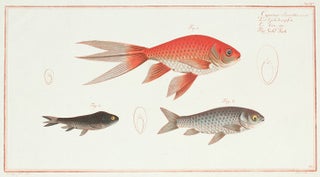 Item nr. 151356 Cyprinus Auratus [the Gold Fish]. Ichthyologie, ou Histoire Naturelle, Generale...